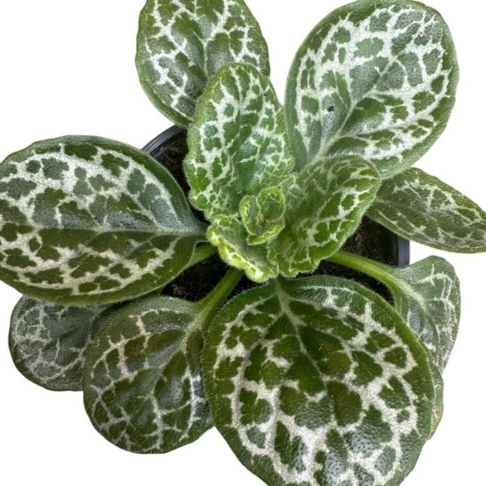 Streptocarpus-hybrid 'Pretty Turtle'