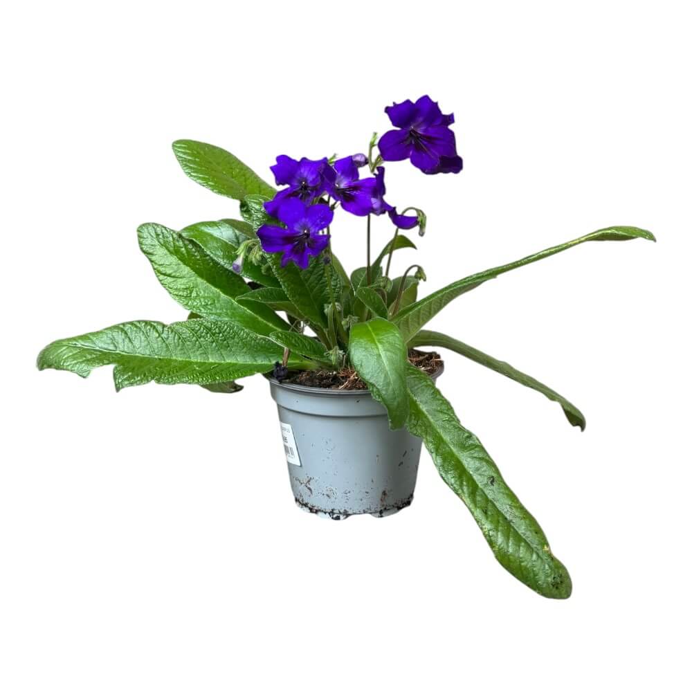 Spiralfrugt, Streptocarpus