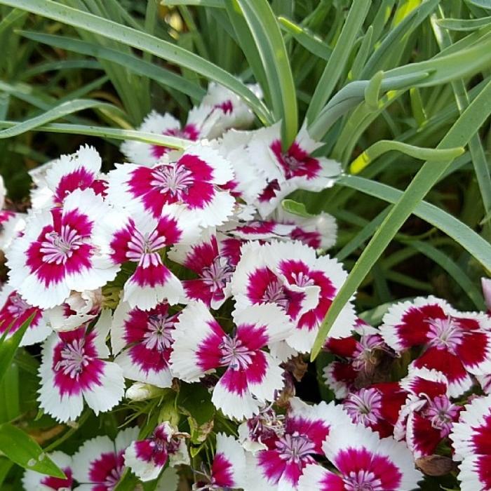 Studenternellike, DIANTHUS bar. ´Red Picotee´