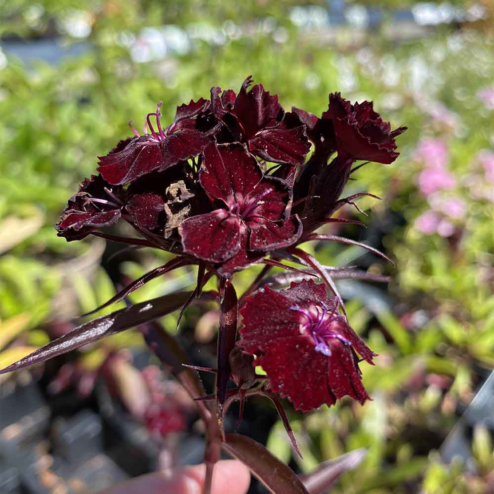 Studenternellike, DIANTHUS ´Sooty´ - 1 L Potte