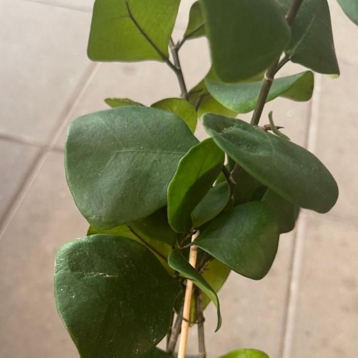 Stuebirk, FICUS TRIANGULARIS