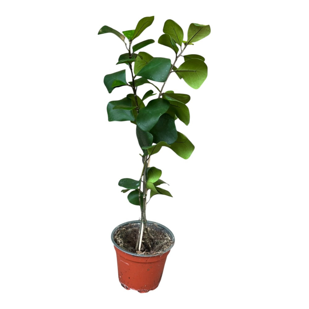 Stuebirk, FICUS TRIANGULARIS