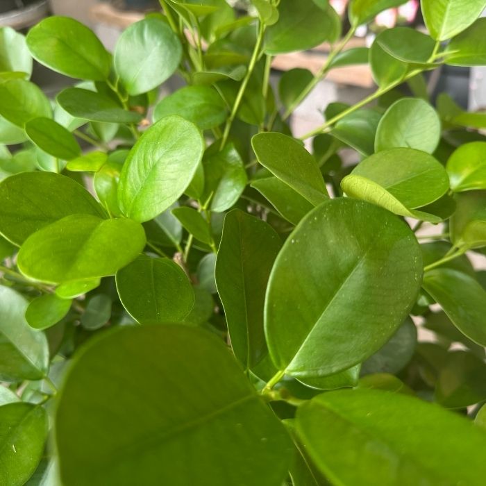 Stuebirk, Ficus benjamina 'Moclame' 