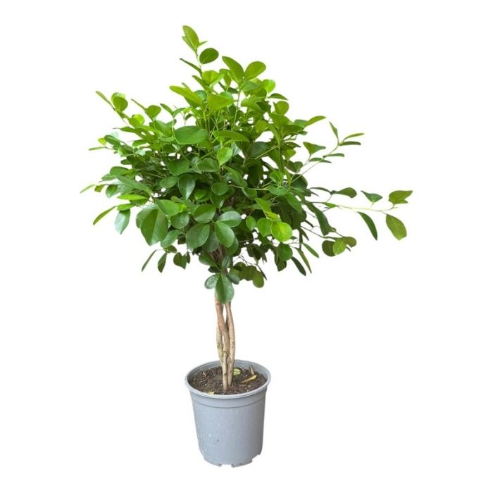 Stuebirk, Ficus benjamina 'Moclame' – opstammet stueplante med tæt grøn krone