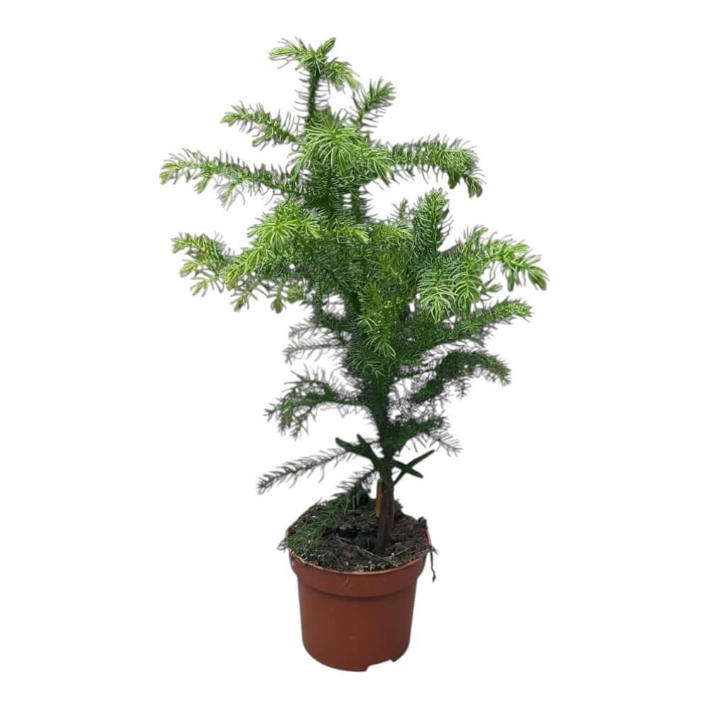 Stuegran, Araucaria Excelsa - 10 cm potte