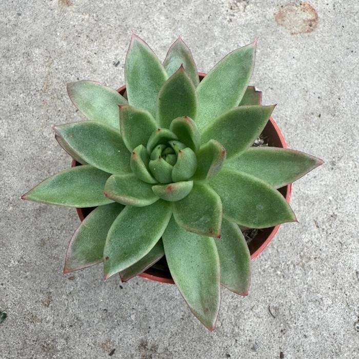 Echeveria agavoides - 8 cm potte