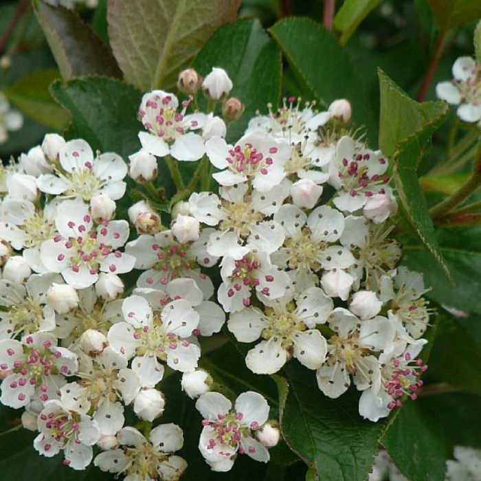 Surbær, Aronia m. 'Aron' 