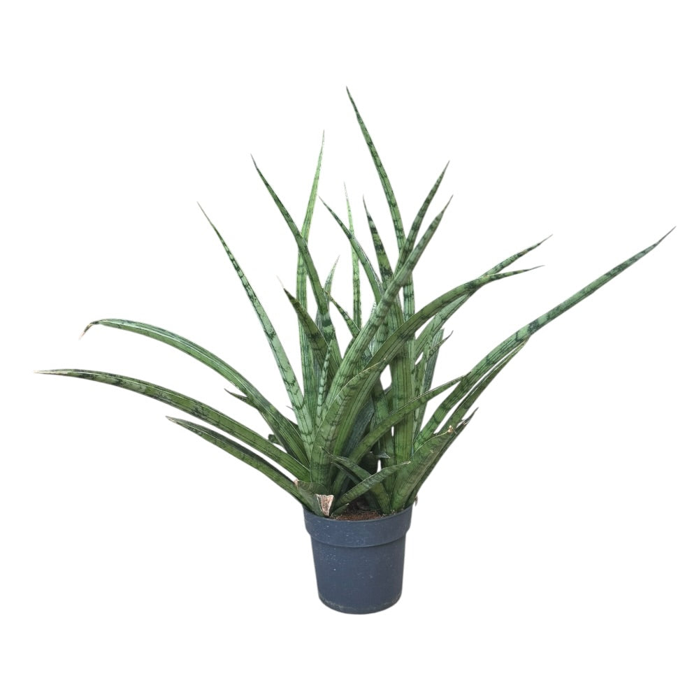 Svigermors skarpe tunge, Sansevieria trif. 'Silver Steel' - 12 cm potte