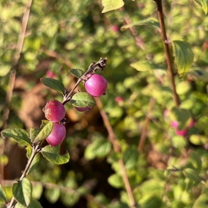 Symphoricarpos 'Hancock' 40-60
