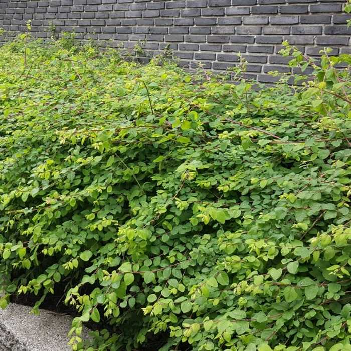 Symphoricarpos 'Hancock' 40-60