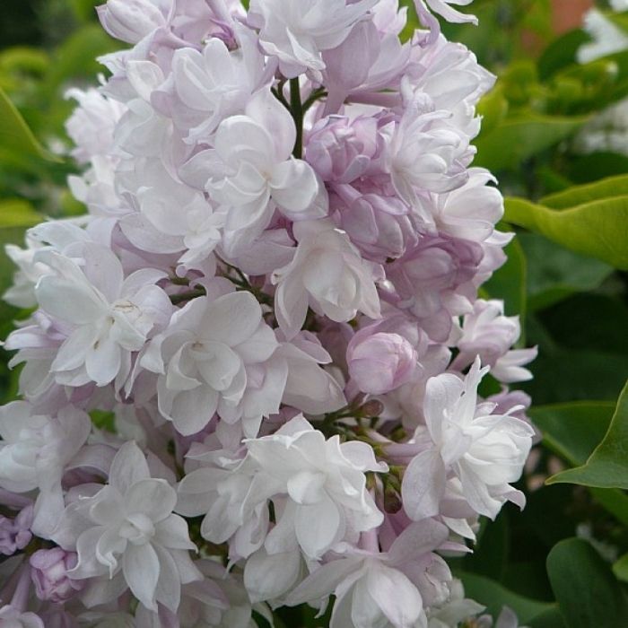 Syren, Syringa Beauty Of Moscow