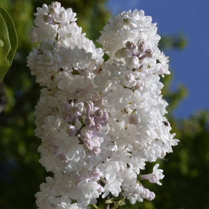 Syren, Syringa Beauty Of Moscow