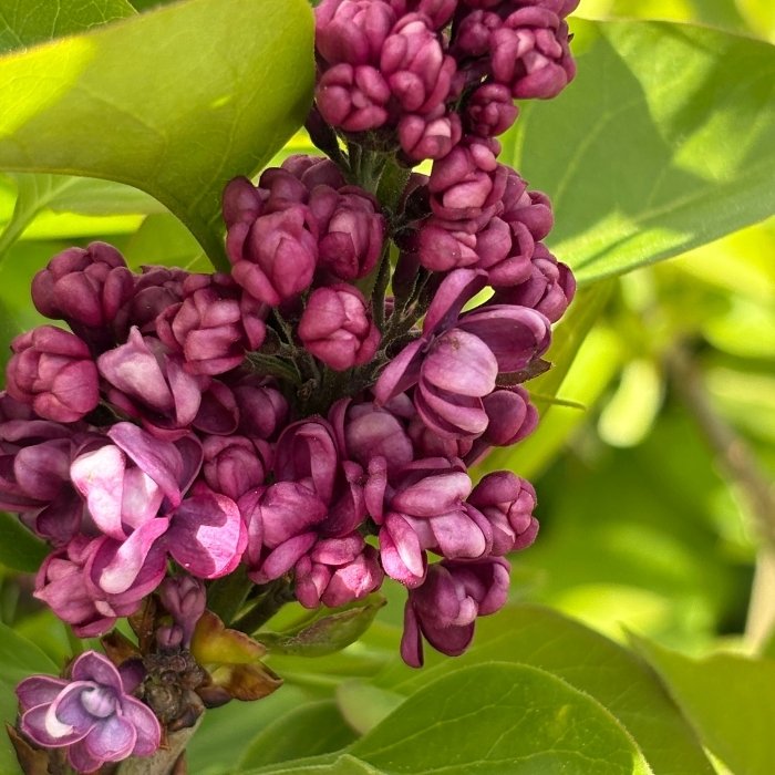 Syren, Syringa vulgaris 'Charles Joly' – 5 L Potte