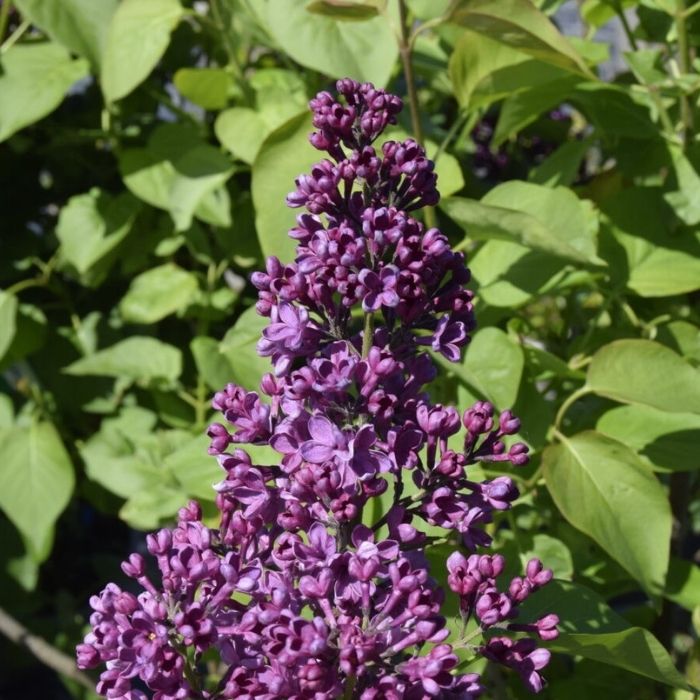 Syren, Syringa Ludvig Spaeth