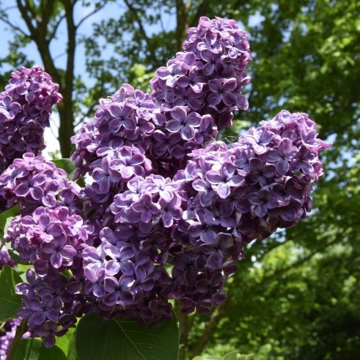 Syren, Syringa Ludvig Spaeth