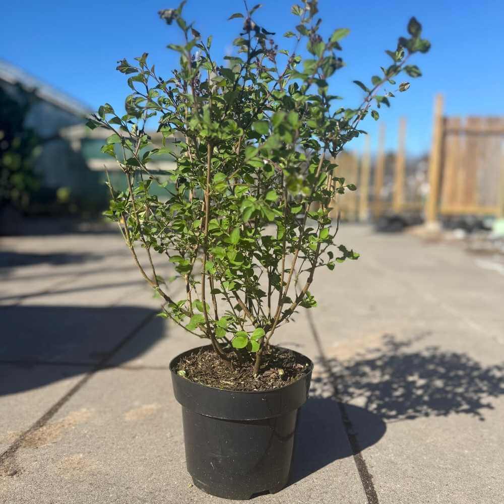 Syren, Syringa meyeri 'Palibin' - 3L potte - 30-40 cm høj