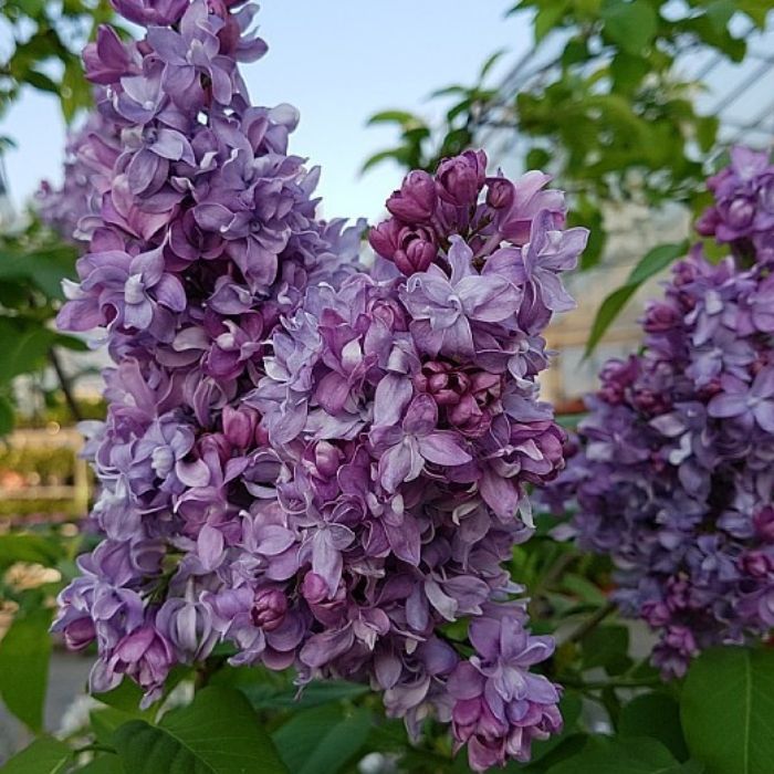 Syren, Syringa Michel Buchner 