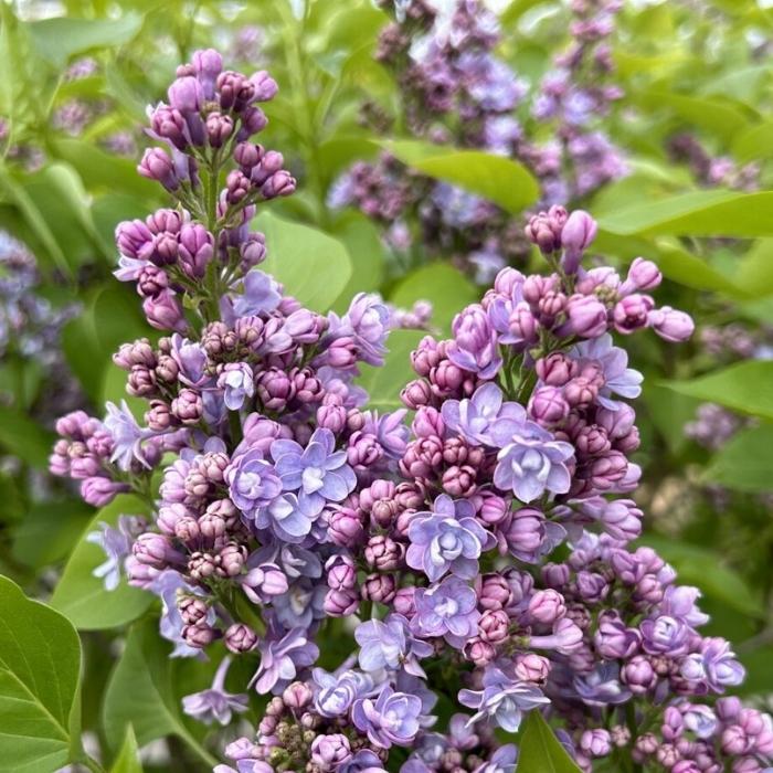 Syren, Syringa Michel Buchner 