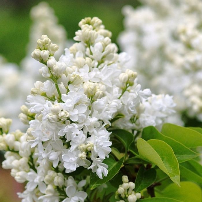 Syren, Syringa vulgaris 'Mme Lemoine'