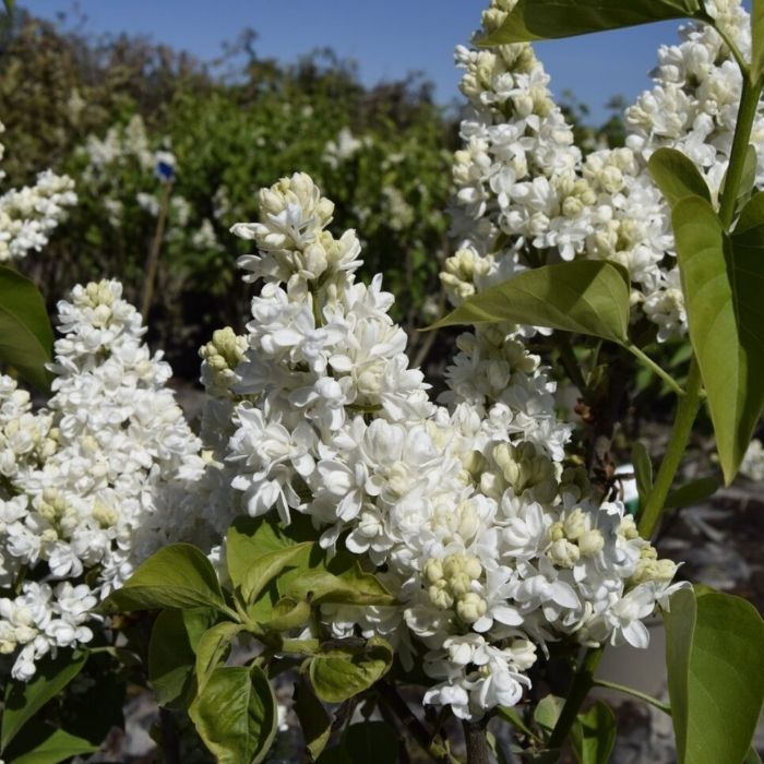 Syren, Syringa vulgaris 'Mme Lemoine'