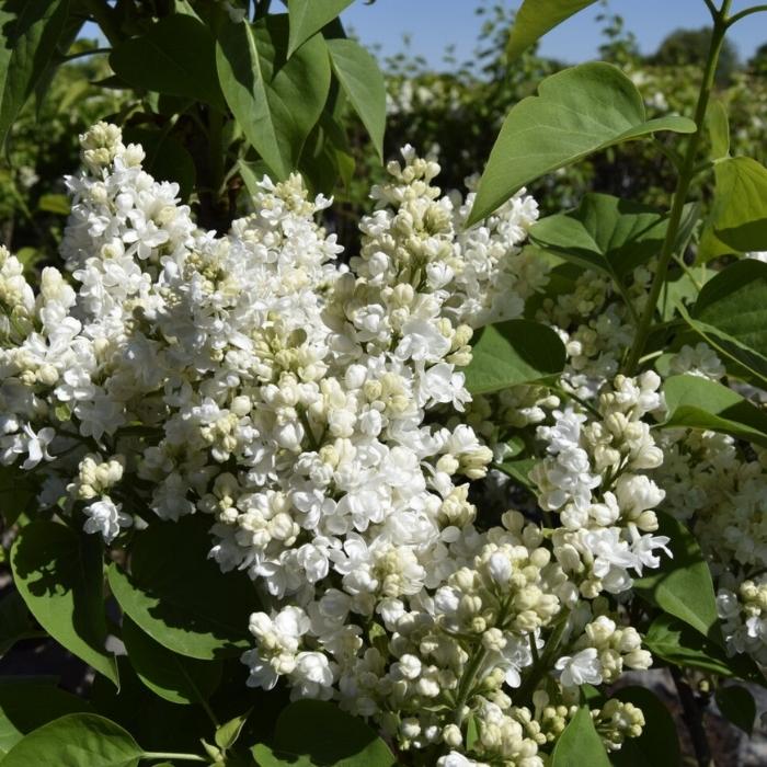 Syren, Syringa vulgaris 'Mme Lemoine'