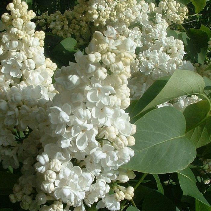 Syren, Syringa vulgaris 'Mme Lemoine'