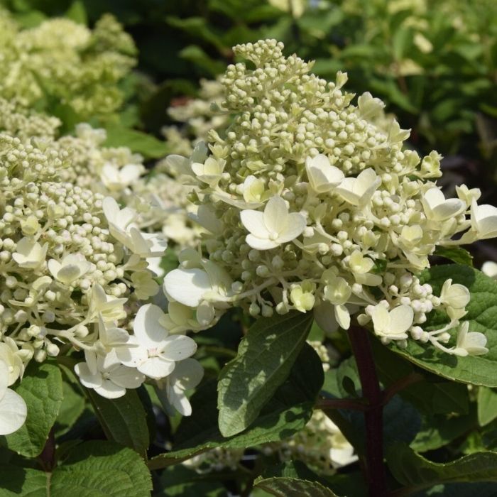 Syrenhortensia, HYDRANGEA pan. 'BEE HAPPY'