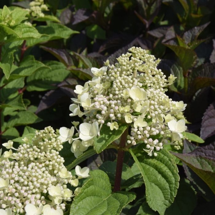Syrenhortensia, HYDRANGEA pan. 'BEE HAPPY',