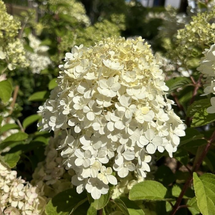 Syrenhortensia, Hydrangea Pan. Bobo