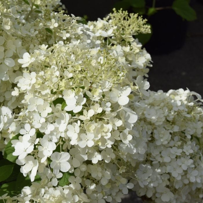 Syrenhortensia, Hydrangea Pan. Bobo