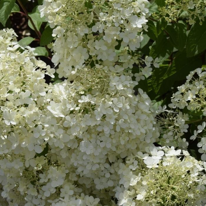 Syrenhortensia, Hydrangea Pan. Bobo