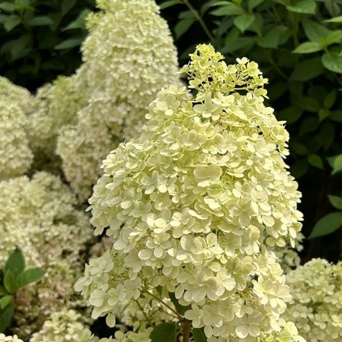 Syrenhortensia, Hydrangea Pan. Bobo