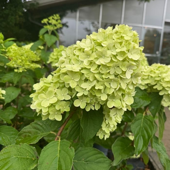 Hydrangea Pan. Limelight® 5 L Potte