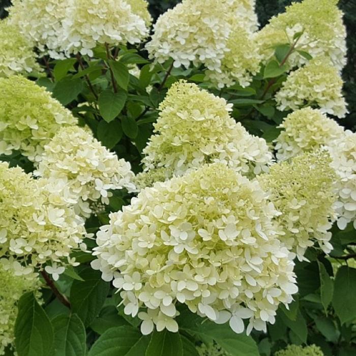 Syrenhortensia, Hydrangea Pan. Limelight
