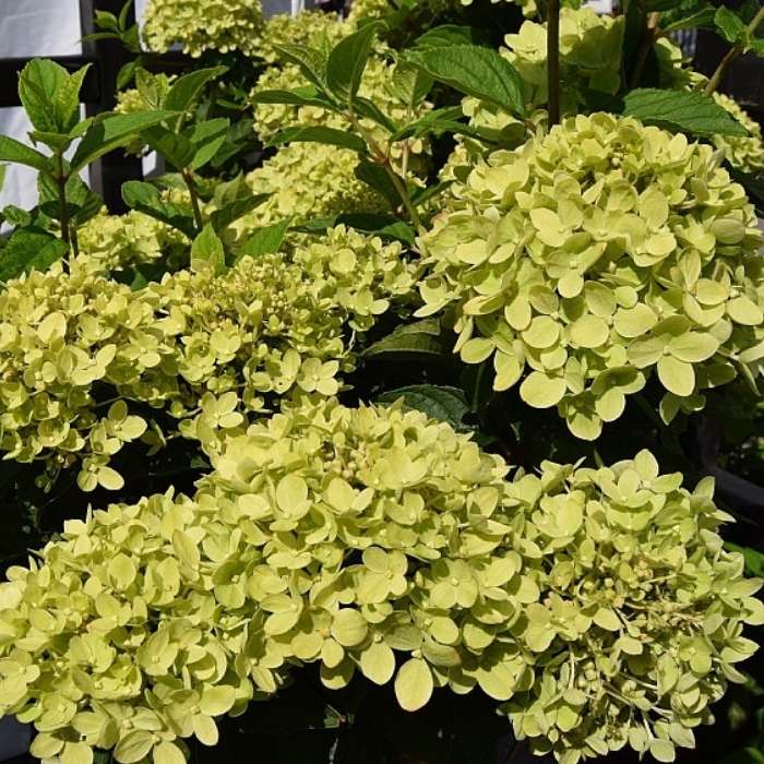 Syrenhortensia, Hydrangea Pan. Little Lime