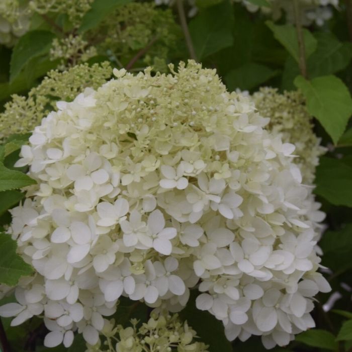 Syrenhortensia, Hydrangea paniculata Magical Andes 
