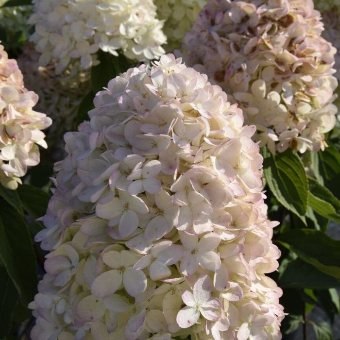 Syrenhortensia, Hydrangea paniculata Magical Andes 