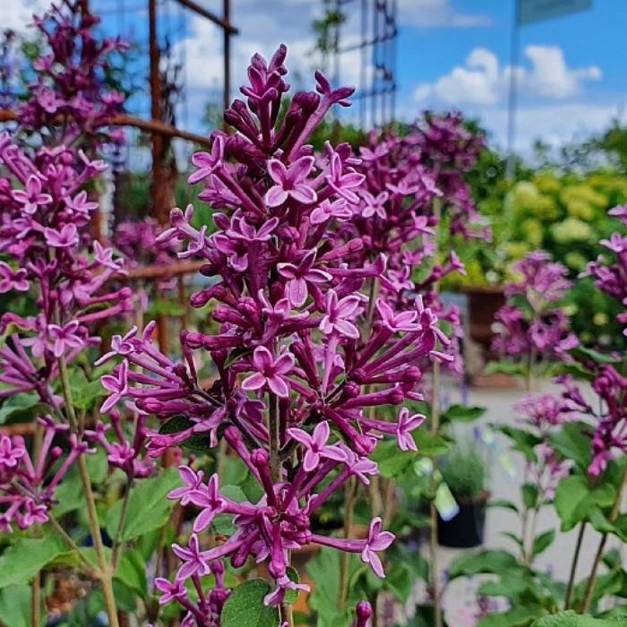  Syren, Syringa b. 'Dark Purple'