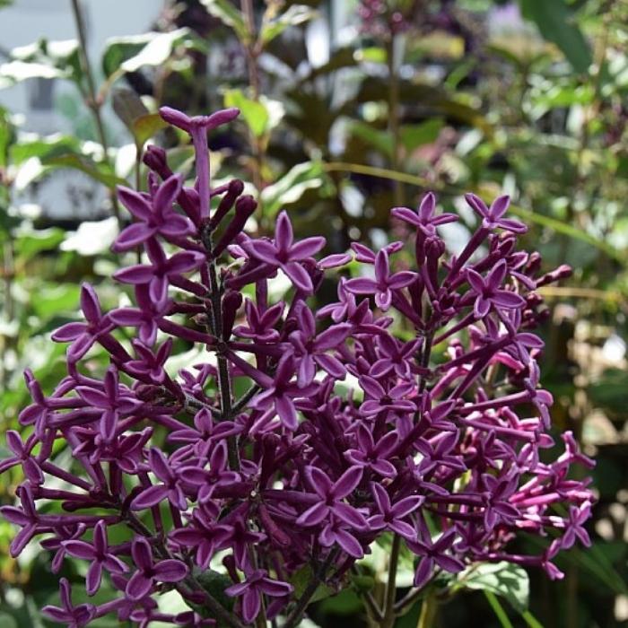  Syren, Syringa b. 'Dark Purple'
