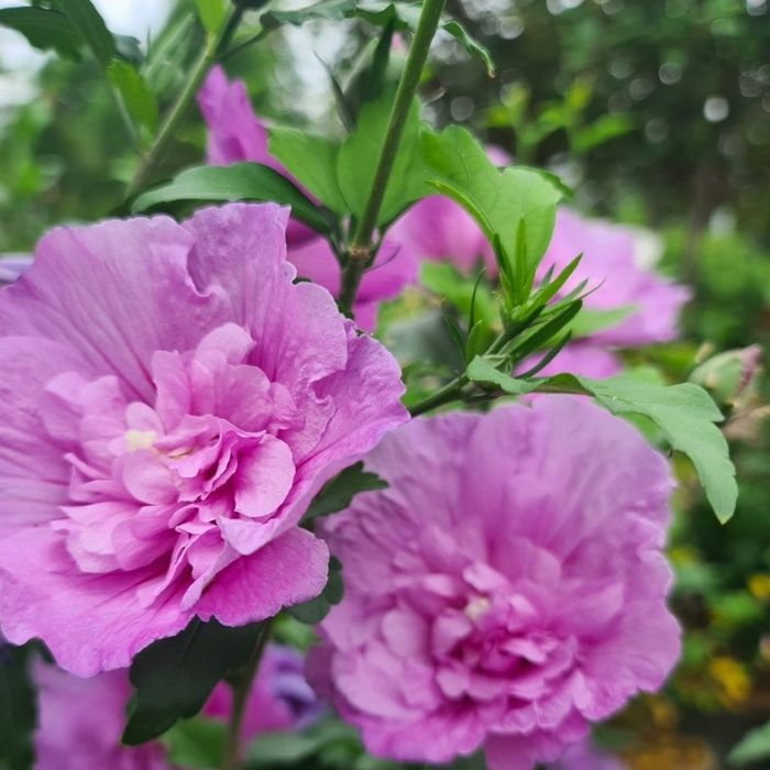 Syrisk rose, Hibiscus 'Lavender Chiffon' 