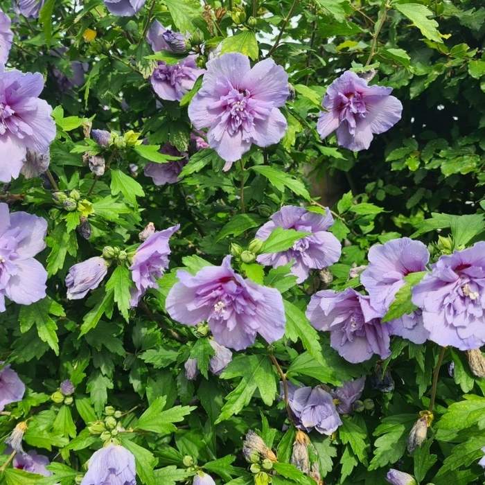 Syrisk rose, Hibiscus 'Lavender Chiffon' 