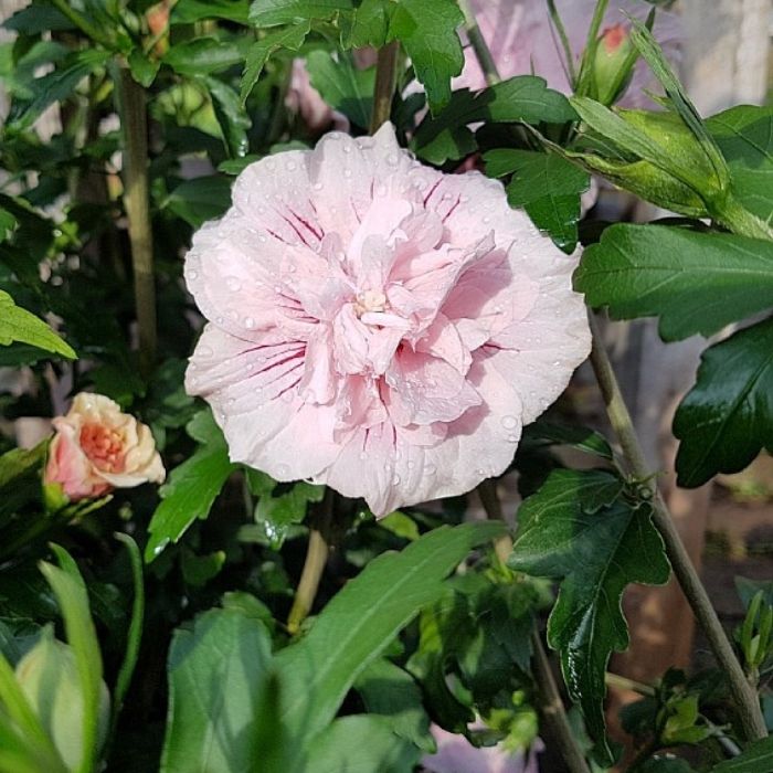 Syrisk rose, Hibiscus 'Pink Chiffon' 
