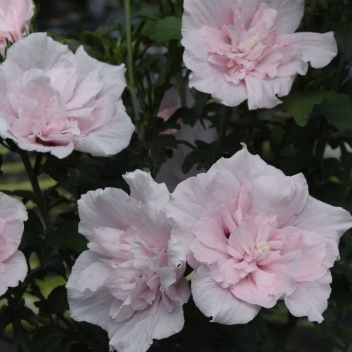 Syrisk rose, Hibiscus 'Pink Chiffon' 