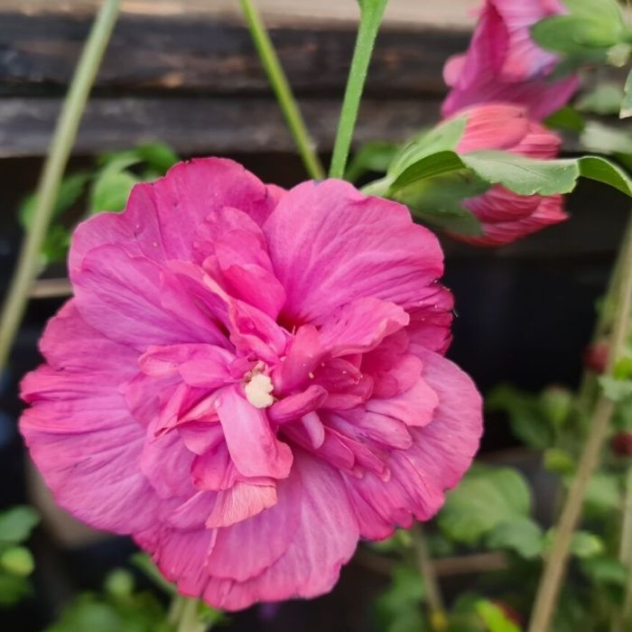 Syrisk rose, Hibiscus syr. 'Magenta Chiffon'