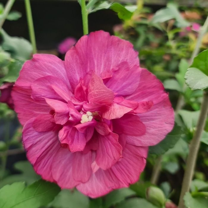 Syrisk rose, Hibiscus syr. 'Magenta Chiffon'