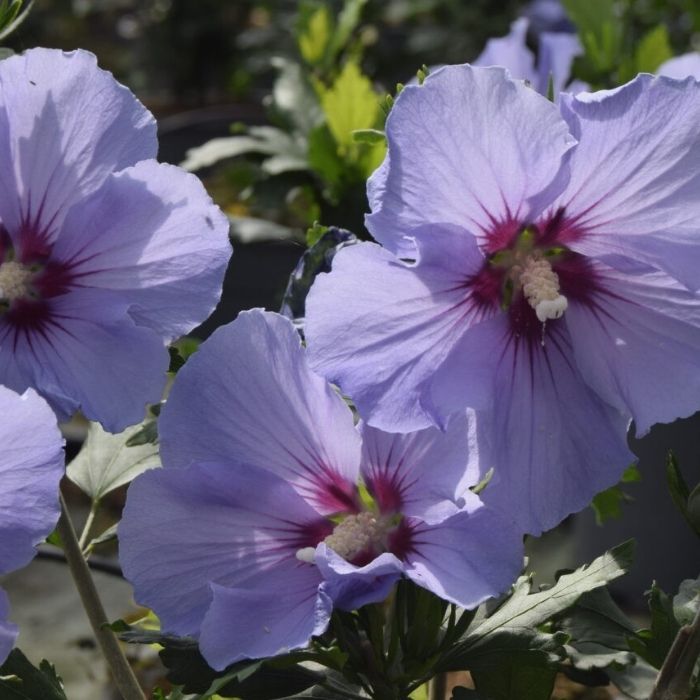 Syrisk rose, Hibiscus syr. 'Marina'