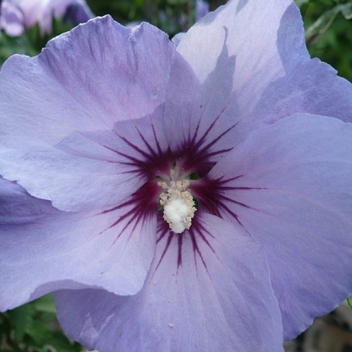 Syrisk rose, Hibiscus syriacus 'Blue Bird' 