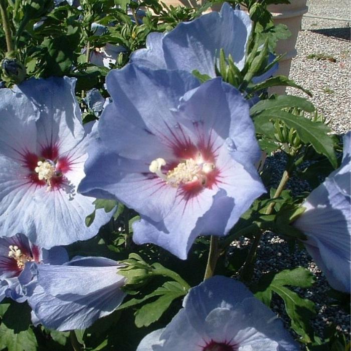 Syrisk rose, Hibiscus syriacus 'Blue Bird' 
