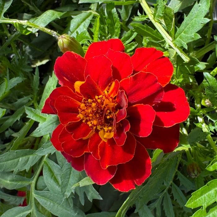 TAGETES PATULA-HYBRID