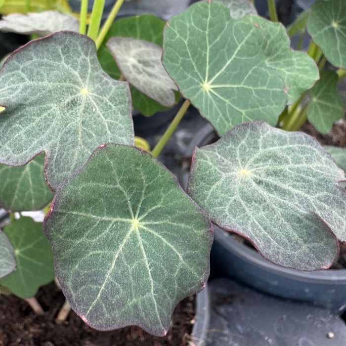 Tallerkensmækker, TROPAEOLUM MAJUS 'EMPRESS OF INDIA' - 10 cm potte